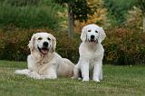 GOLDEN RETRIEVER 918